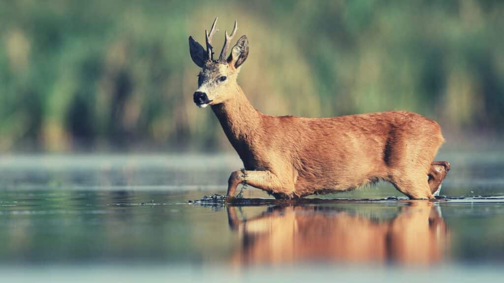 Deer Bible Symbolism Meaning 1