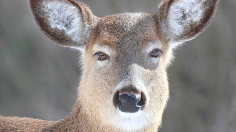 What Does the Deer Symbolize in the Bible?: 4 Spiritual Meanings